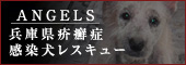 兵庫県疥癬症感染犬レスキュー　エンジェルズ(旧称：アーク・エンジェルズ)