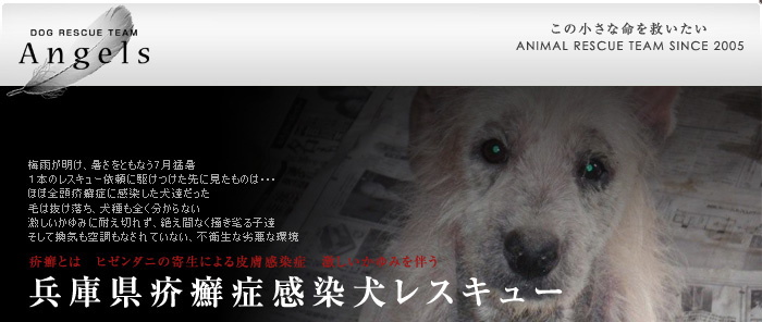 兵庫県疥癬症感染犬レスキュー